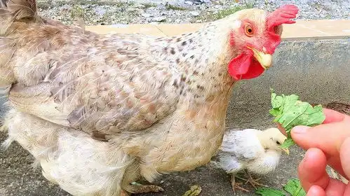 小黄母鸡不带仔了把她的仔给大花带大花是一只很有母爱的鸡妈妈