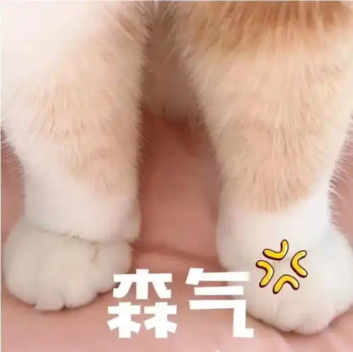 分享一组特别喜欢的猫咪表情包