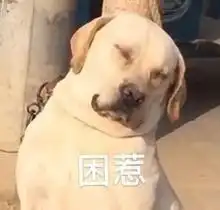 情侣聊天必备可爱表情包还发熊猫头是想吓跑对象吗