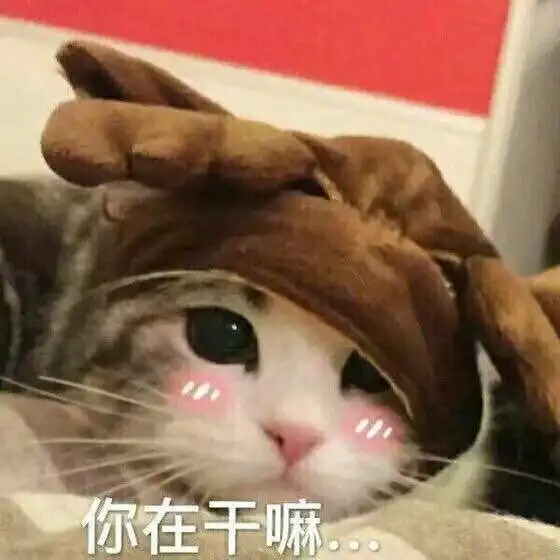 小猫卖萌表情包我就是你