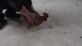 把一只蜈蚣放到二只公鸡的面前会有什么反应大家一起来看看吧
