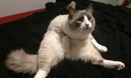 中国人为何从不吃猫肉其实古人早就试过,李时珍道出缘由