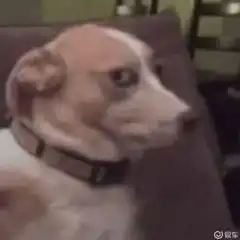 表情包沙雕动画狗狗