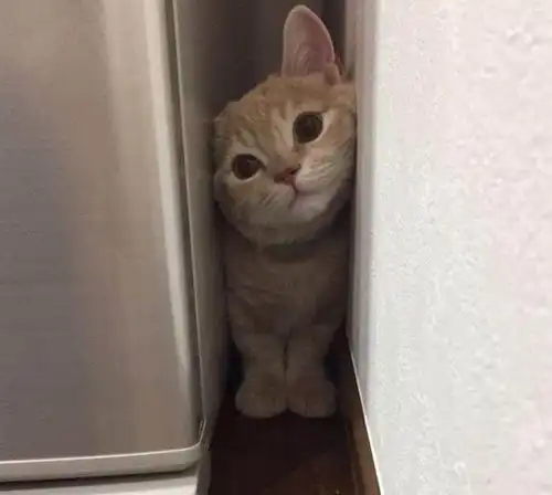 日本一只叫miru的曼基康猫,凭借超高的卖萌力,俘获了一波迷弟迷妹表情
