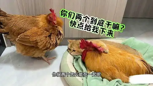 猫咪搂着公鸡睡,没想到却被母鸡逮个正着,下一秒你们都别笑