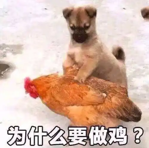 今年鸡肉价格为何跌跌不休什么时候能止损