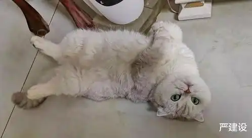 西安封控日记我家的猫