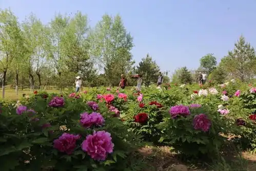 来太原植物园,乘时空电梯开启花海梦幻之旅