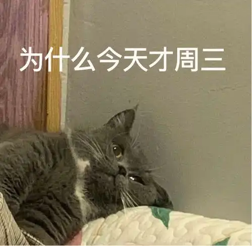 第74期喵表情我没什么梦想,只想和银行结婚腾讯新闻