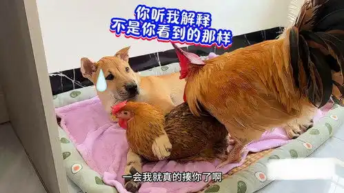 狗狗偷偷搂着母鸡睡,没想到公鸡突然杀了个回马枪看一遍笑一遍