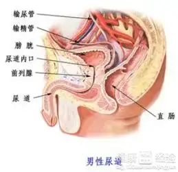 治尿道炎的中药