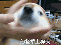 gif表情包新年doge