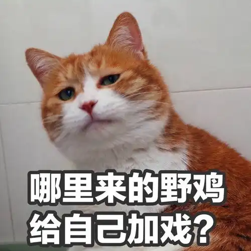 谁给你的勇气表情包猫咪