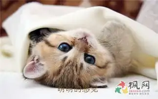 小猫卖萌表情包表情