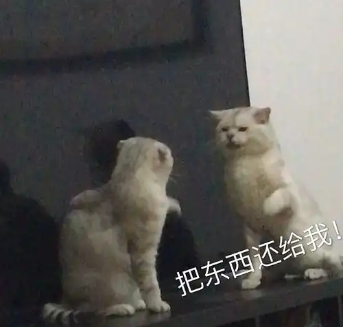 以猫为主的动物向表情包233333流量慎入