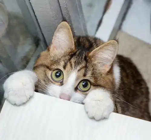 猫咪被虐待致残却依然乐观生活,超励志表情包笑翻网友