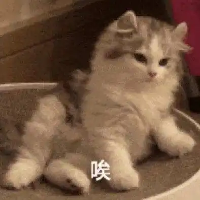 委屈猫猫表情包小猫咪凭什么要单身呢