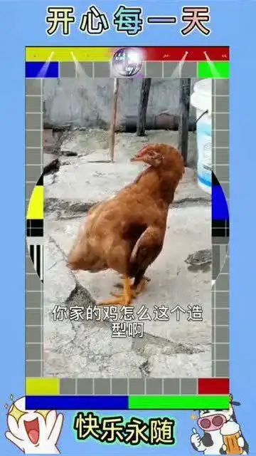 一只鸡的表情包坚强