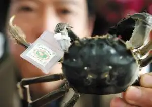 七里海河蟹游到北辰