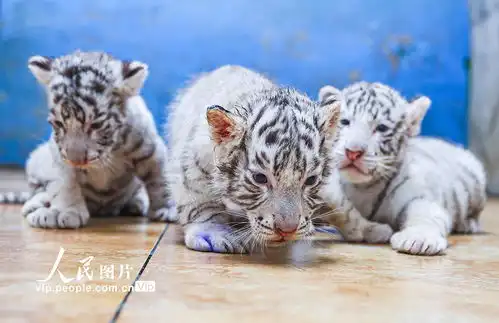山东荣成三胞胎白虎宝宝即将满月