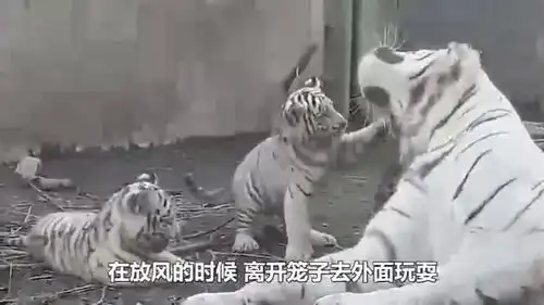贪玩的小白虎不肯回家,生气虎妈一声虎啸,接下来太可爱了