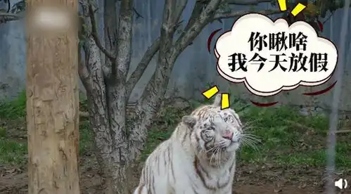 三八节动物园母老虎放假一天,公老虎集体营业表情极不熟练