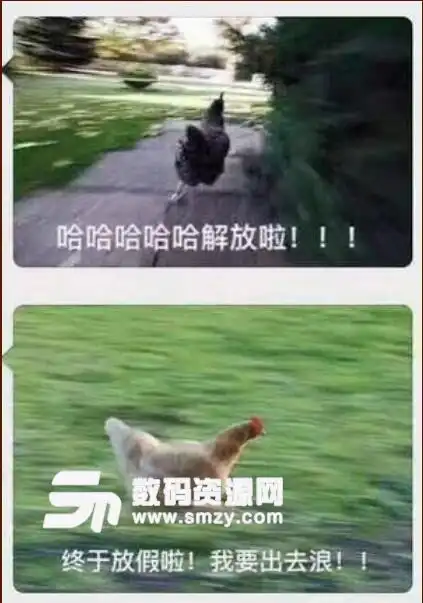 奔跑的鸡解放的表情包一只鸡狂奔表情包高清版下载一只鸡狂跑下班了最新版