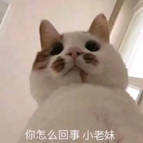 两个小白人摸头表情包猫