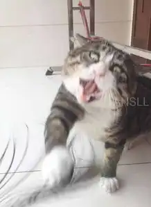可爱的老虎表情包虎斑猫