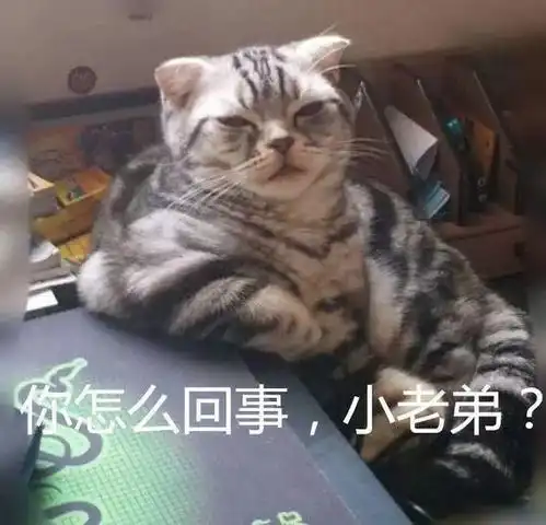 小猫老弟表情包图片