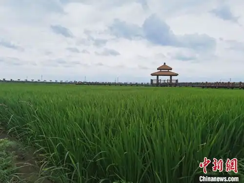 用蓝绿底色绘生态画卷天津绿色生态屏障综合生态效果初现