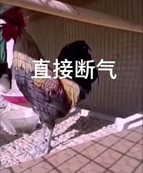 一只公鸡打鸣居然断气了