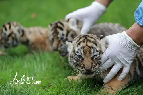 江苏扬州三胞胎小老虎满月与游客见面