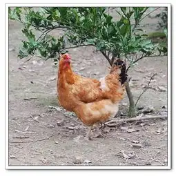 发现一只大母鸡纯生态的绿色鸡