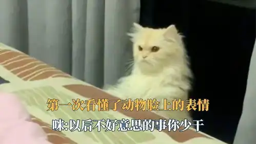 第一次看懂了动物脸上的表情,咪咪以后不好意思的事你少干