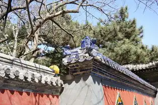 赏古玉兰潭柘寺二乔玉兰花节