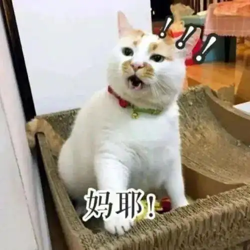 这消息太突然了表情包猫