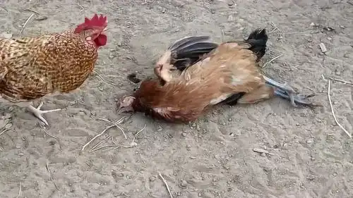 这只老母鸡太可怜了,活活的被几只大公鸡啄死了,如今躺在地上奄奄一息