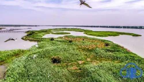 天蓝水清岸绿景美天津四大湿地成候鸟天堂