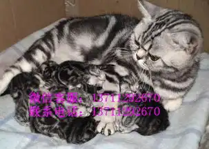 珠海哪里有出售虎斑珠海虎斑一只多少钱