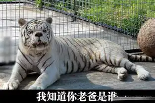 吐槽是一种艺术之今日吐槽集34图片游侠图库