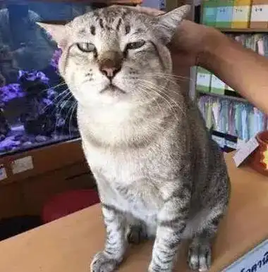 公司同事养了一只猫咪,午休时所有人都要去摸,猫咪的表情亮了