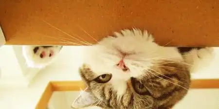 为什么你的猫从骨子里讨厌你进化让它们这样子