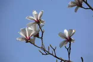 二乔玉兰