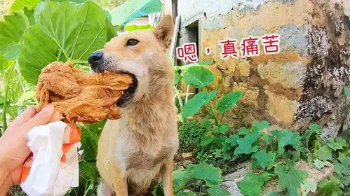 买一只鸡采访孙狗爆,它露出了痛苦的表情