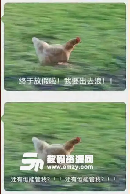 奔跑的鸡解放的表情包一只鸡狂奔表情包高清版下载一只鸡狂跑下班了最新版