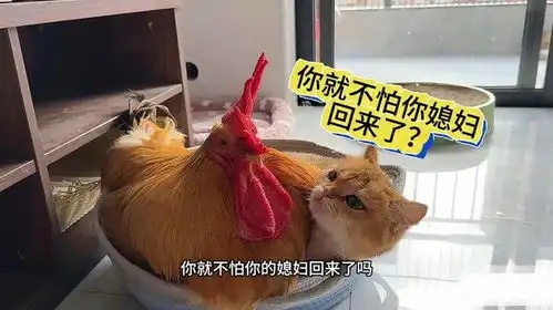 猫咪搂着公鸡睡,没想到竟然被母鸡逮个正着,下一秒能把人笑岔气
