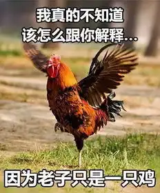 一只鸡的表情包属鸡