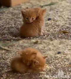 你冷吗抱抱就不冷了小猫咪相互拥抱,太治愈了