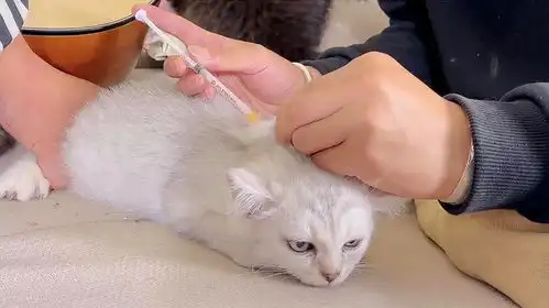 给小奶猫打第一针疫苗,小猫咪委屈的表情,真让人心疼